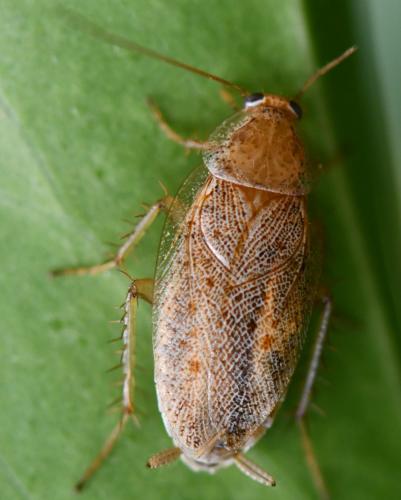 Réf. 292 941 : Ectobius pallidus